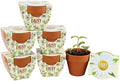 BUZZY Seeds Daisy Daydream Grow Kit 6-Pack, Mini Terracotta Pots, Indoor by BUZZY