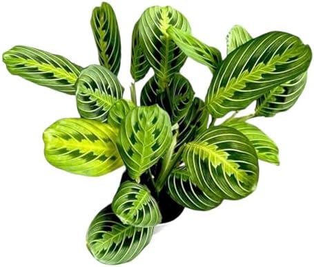 Live Plant, Lemon Lime Maranta Prayer Plant, Pet Friendly, Air Purifying, Easy Care, 12-16 inch Tall, Easy to Grow Rare Indoor Plant, Houseplant, 4 inch Pot by Hopewind Plants Shop - Image 3