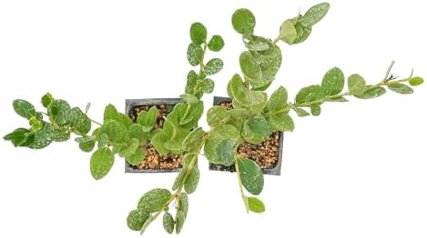 2 Green Carpet Natal Plum in 3.5" Nursery Cubes - Image 6