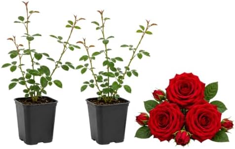 2 Red Climbing Roses Live Plants 3-6" Tall, Medium Pot, Fragrant Climbing Rose Bush, Fast Growing, Spectacular Double Blooms for Backyard Fences and Walls by GINGERGLOW