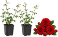 2 Red Climbing Roses Live Plants 3-6" Tall, Medium Pot, Fragrant Climbing Rose Bush, Fast Growing, Spectacular Double Blooms for Backyard Fences and Walls by GINGERGLOW