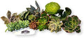 10 Assorted Live Succulent Cuttings, No 2 Succulents Alike, Great for Terrariums, Mini Gardens, and as Starter Plants by FatPlantsSanDiego
