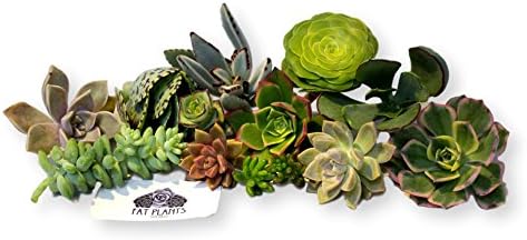 10 Assorted Live Succulent Cuttings, No 2 Succulents Alike, Great for Terrariums, Mini Gardens, and as Starter Plants by FatPlantsSanDiego