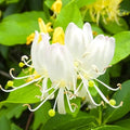 2 Gold White Honeysuckle Bushes Live Plants, Flower Vine, 5-9 Inch Tall by AVERAR