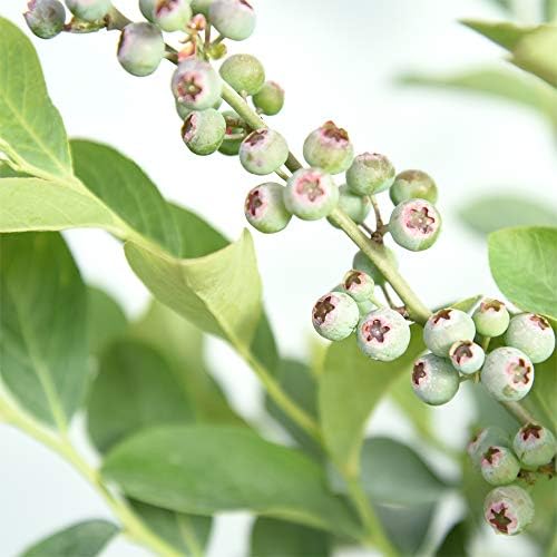Perfect Plants Climax Rabbiteye Blueberry Bush, 1 Gallon - Image 2