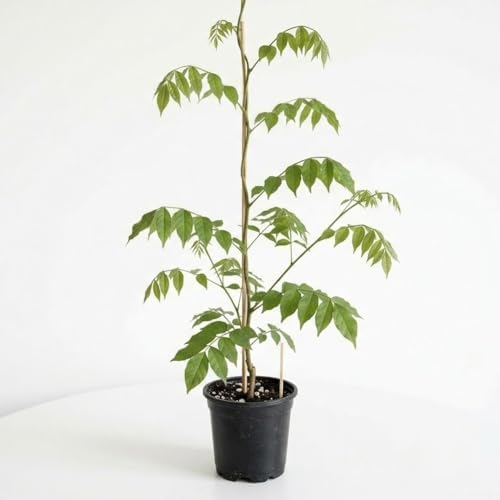 American Purple Wisteria Live Plant in 2.5 Inch Pot | 12-24 Inch Tall | Fast Growing Starter Plant | Easy-Care Climbing Vine for Landscapes, Fences & Outdoor Garden Décor - Image 4