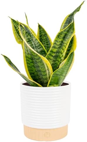Costa Farms Snake Plant Live Indoor Plant, Easy Care, 6-in Pot by Unknown
