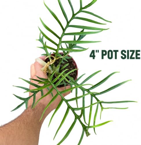 Philodendron Tortum Live Plant - Rare Split Leaf Houseplants with Heat Pack - Image 2