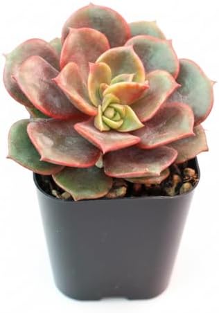 Echeveria Vampire Red Ball - Colorful 2 inch Succulents - Live Mini Succulent Plants Fully Rooted, Easy Care Indoor and Outdoor, Home and Garden Decor, Wedding Party Favor - Image 2