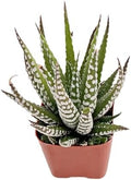 2-in Live Succulent Haworthia 'Big Band', Easy Care & Drought Tolerant by TNG