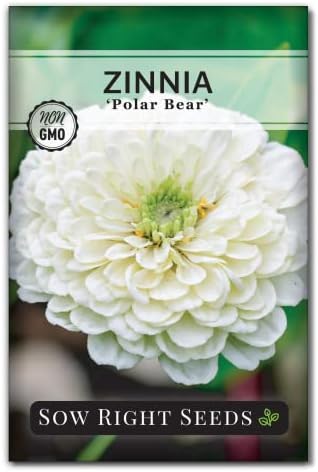 Sow Right Seeds - Zinnia Polar Bear Seed for Planting White Flower Garden by SowRightSeeds
