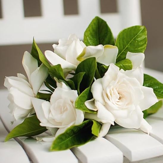 Daisy Ship Gardenia Mystery Aromatic - 2 x 2 inch Cups - Image 7