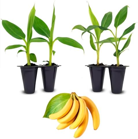 Banana Tree Gran Nain. Set of 4 Starter Live Plants (Double Mahoi) by FamPlants