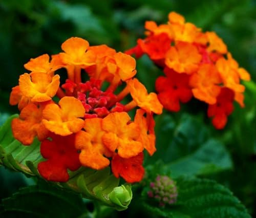 50 pcs Lantana Flower Seeds – Colorful Perennial Seeds | Drought-Tolerant - Image 3