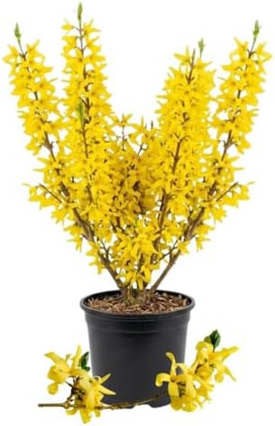 Forsythia Flowering Bush Live Plant in Pot, 6-10" Tall by Unknown