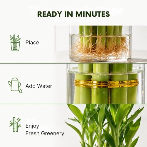 Lucky Bamboo Plant, Two Tier Indoor Houseplant, 15 Stalk Bundle - Image 4