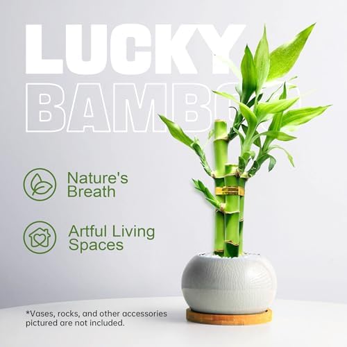 3 Stalks Lucky Bamboo Plants Indoor Live - Multi-Height Set (2x4 & 1x6) for Good Luck & Prosperity - Easy Care Houseplant, Home Office Decor Gift Ready - Image 3