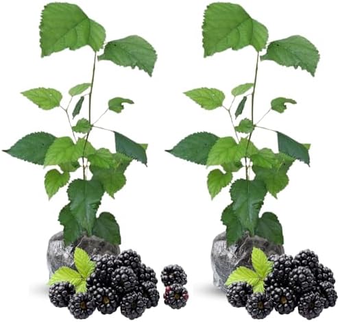 2 Ouachita BlackBerry Live Plants, Thornless Berry Plant, 5-8" Tall by GardenNurserySince1996