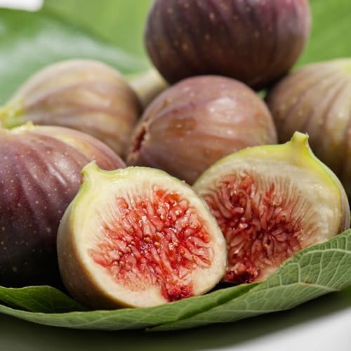 Fig Tree Celeste Live for Sale (4 Pack) | Easy to Grow Plants | Edible Fruit Plant for Sustainable Living | Grow Your own Food on Your Edible Organic Garden| Live for Planting| No Seeds - Image 2