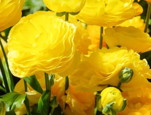 Yellow Peony Ranunculus Bulbs- Persian Buttercup -10 Corms Bulbs Perennia - Image 4