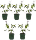 Pink Jasmine Plant Live, Fragrant Jasminum Polyanthum Vine, 2in Pot, 5-Pack by MyShelfie