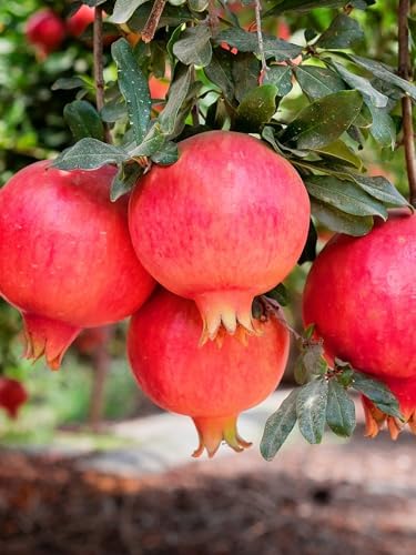 Parfianka Pomegranate Tree, Fruit Bearing, Hardy, 7 gal Nursery Pot, 3-4 ft Tree Height (Due to Agricultural Laws, we Cannot Ship to CA, AZ, AK, or HI) - Image 2