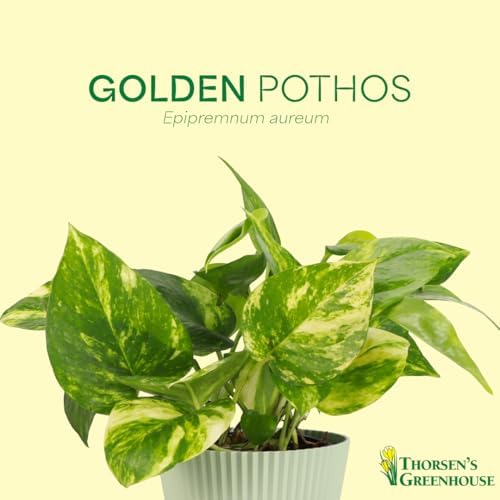 Live Golden Pothos, Indoor Vining Plant, Easy to Grow, 4" Pot - Image 3