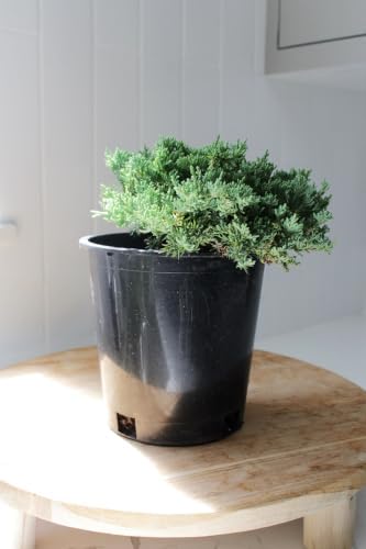 Green Mound Juniper Live, Juniperus Procumbens Nana, 1-Gallon Pot, 1-Pack - Image 6