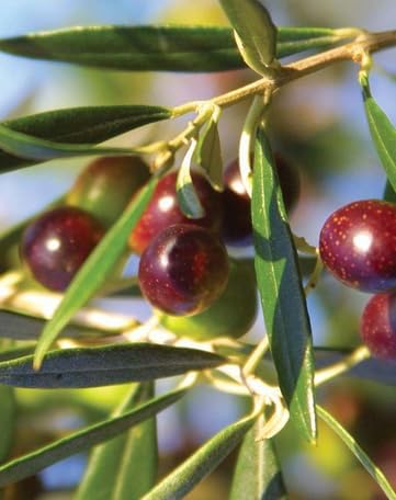 Live Arbequina Olive Tree 1 Gallon Pot Dwarf Fruit Tree for Indoor Outdoor Growing Cold Hardy Self Fertile Container Friendly Zones 7 to 11 - Image 4
