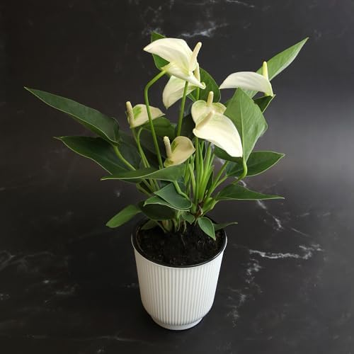 White Anthurium Live Sympathy Plant (Approx 11-14" Tall), Easy to Grow Flowering Houseplant in 4" White Decor Pot by Plants for Pets - Image 7