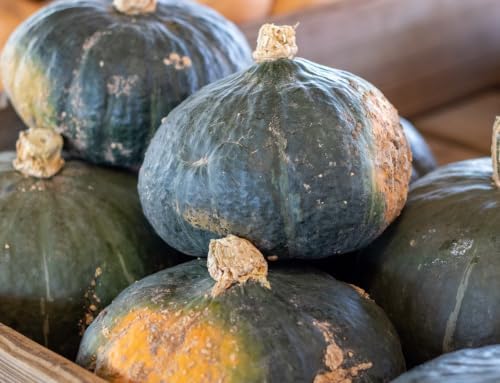 50+ Burgess Buttercup Squash Seeds for Planting - Heirloom Non GMO - Image 2