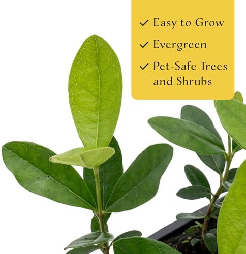 3 Pineapple Guava (Feijoa) Trees | Live Saplings in 2.5-inch Nursery Cubes | Feijoa Sellowiana Variety | Drought-Tolerant Fruit-Bearing Trees and Shrubs | Tropical Ornamental Charm for Home and Garden - Image 5