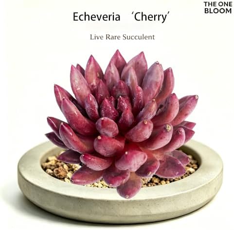 Echeveria 'Cherry' Live Succulent Plant 2-2.5", Bare Root Succulent, No Pot or Soil, Compact Rosette Indoor Plant for Decorative Planters, Home Decor & Succulent Collections - Image 2