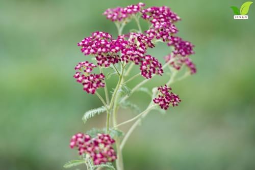 Votaniki Achillea Summerwine Yarrow Bare Root Perennial Wine Red Flowers Summer Blooming Drought Tolerant Plant for Garden Borders Cut Flower Outdoor Growing (Pack of 25) - Image 3