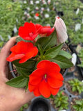 SunPatiens Orange in a 4 inch Pot (3) by DaylilyNursery