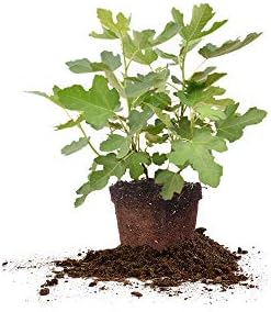 Perfect Plants Chicago Hardy Fig Tree, 3 Gallon, Live Plant by PerfectPlantsNursery