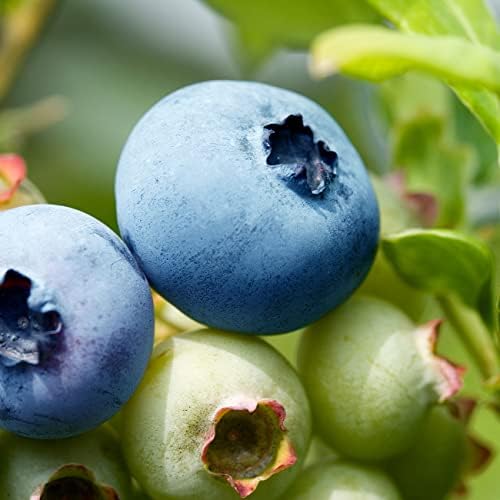Perfect Plants Rabbiteye Blueberry Bush, 1 Gallon (3-Pack), Live Fruit - Image 5