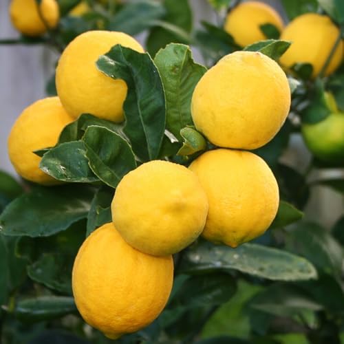 Live Meyer Lemon Tree - 2-5 Inch Tall Live Plant - Potted Seedling - Yellow Lemon Fruit Plant - Citrus x meyeri - Image 7