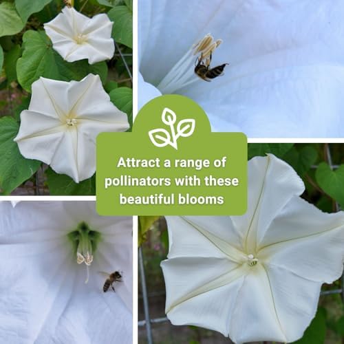 Sow Right Seeds - Moon Flower Seed for Planting Moonflower Night Garden - Image 6