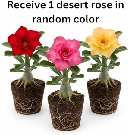 Random Desert Rose Live Plant, Patio Container Succulent, 4-8 Inch Tall - Image 3