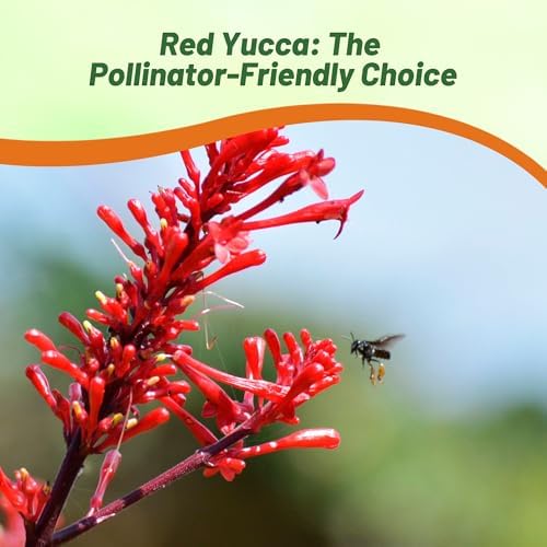 Outsidepride Red Yucca Seeds for Planting - 25 Pcs Drought Tolerant Flower Seeds with Evergreen Foliage & Pollinator-Friendly Flowers, for Xeriscaping, Dry or Sandy Landscapes - Image 5