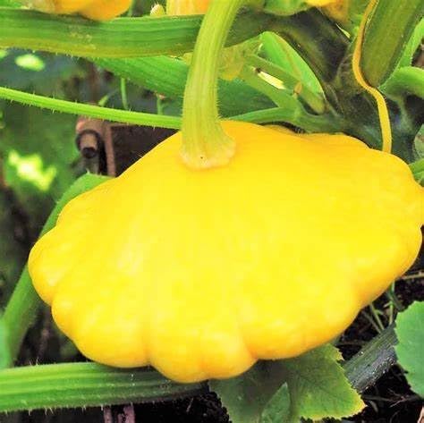 25 Yellow Bush Scallop Summer Squash Seeds for planting. Non GMO and Heirloom. 2.5 grams of seeds. Garden Vegetable Survival - Image 3