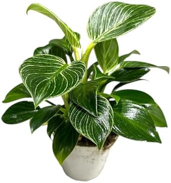 Philodendron Live Plant, Air Purifying, Easy Care, Easy to Grow, Rare Variety, Live Indoor Plant, 4 inch Pot (Philodendron Birkin) - Image 3