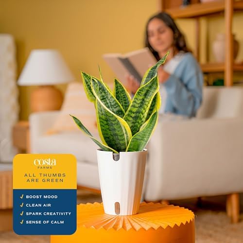 Costa Farms Snake Plant, Live Indoor Plant, Air Purifying, Easy Low Light - Image 5