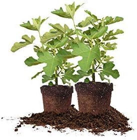 Perfect Plants Chicago Hardy Fig Tree, 1 Gallon (2-Pack), Live Plant by PerfectPlantsNursery