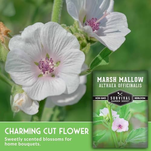 Marsh Mallow Seeds for Planting - Survival Garden Seeds (1 Pack) - Image 3