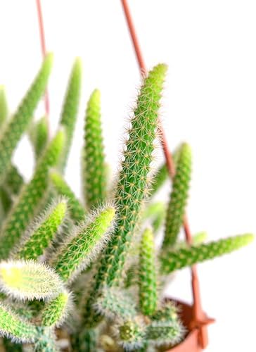 Shop Succulents Rat Tail Rare Cactus, Aporocactus flagelliformis, Fully Rooted Live 6" Cactus Plant with Hanger, Low Maintenance Indoor Plant, Hardy Cactus, Gift & Garden - Image 2