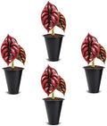 Alocasia Cuprea (4 Pack) Live Plant, Rare Indoor Alocasia, Metallic Leaf Elephant Ear, Tropical Houseplant Live, Starter Size Alocasia Plant, Exotic Foliage Houseplant for Home Decor Indoor Growing by FamPlants