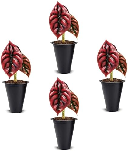 Alocasia Cuprea (4 Pack) Live Plant, Rare Indoor Alocasia, Metallic Leaf Elephant Ear, Tropical Houseplant Live, Starter Size Alocasia Plant, Exotic Foliage Houseplant for Home Decor Indoor Growing by FamPlants