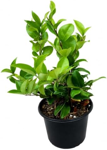 2 Wax Leaf Privet Shrubs - 6-10" Tall Live Plants - Gallon Pots - Image 2